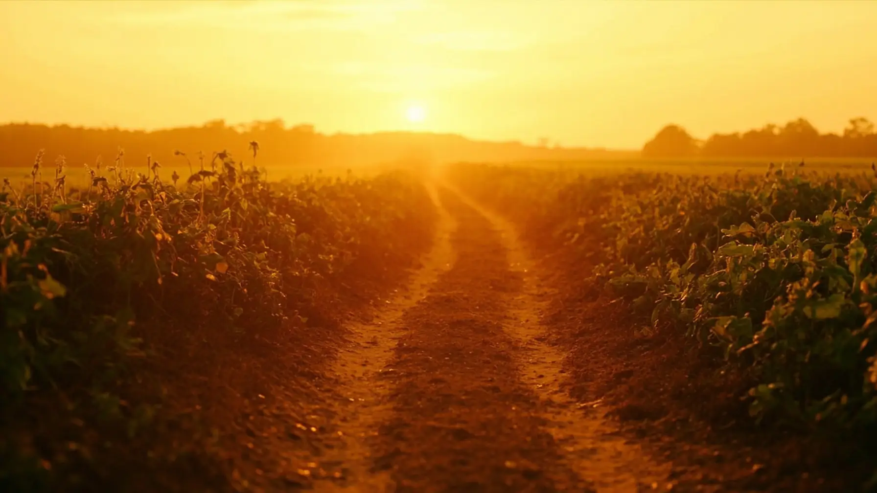 Estrada rural ao amanhecer representando logística de escoamento de produção com veículo próprio